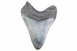 Fossil Megalodon Tooth - South Carolina #371872-1